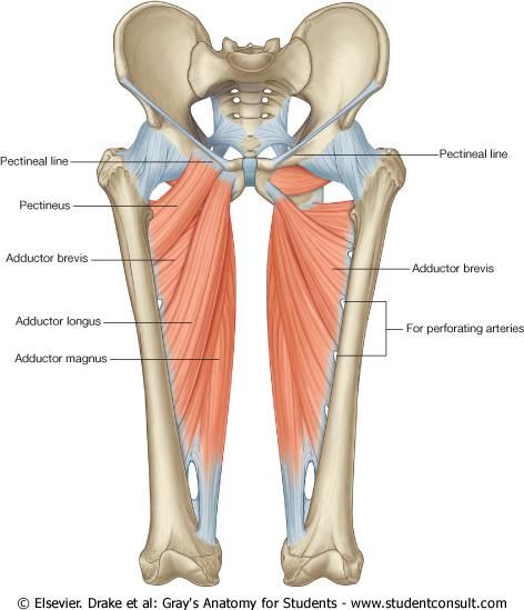 Preventing Groin Strains Physiosteps