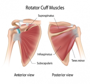 Physiotherapy Treatment of Rotator Cuff Tear - Physiosteps