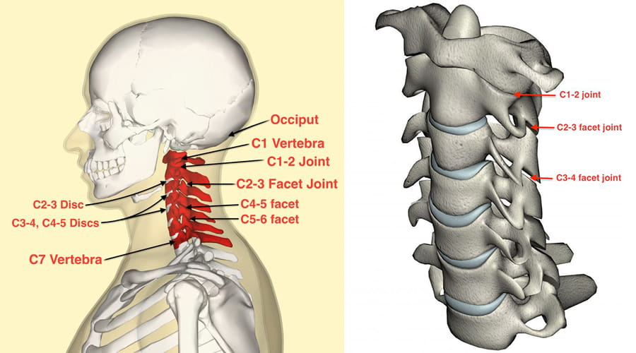 [DIAGRAM] Diagram Of The Spine And Neck - MYDIAGRAM.ONLINE